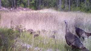 Hens and poults  